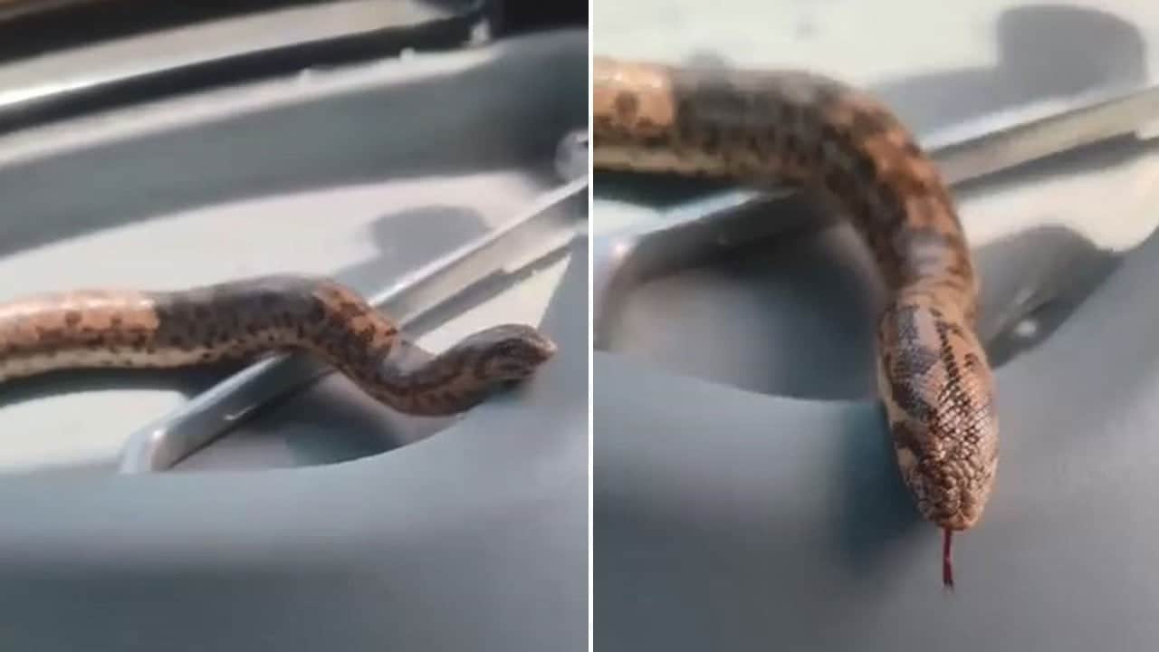 Yakaladığı yılanı traktöre bindirip köyü gezdirdi: Dil çıkarma öyle! Artık seninle arkadaşız