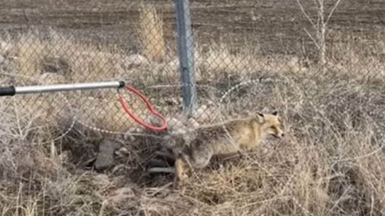 Yaralı tilki sağlığına kavuştu