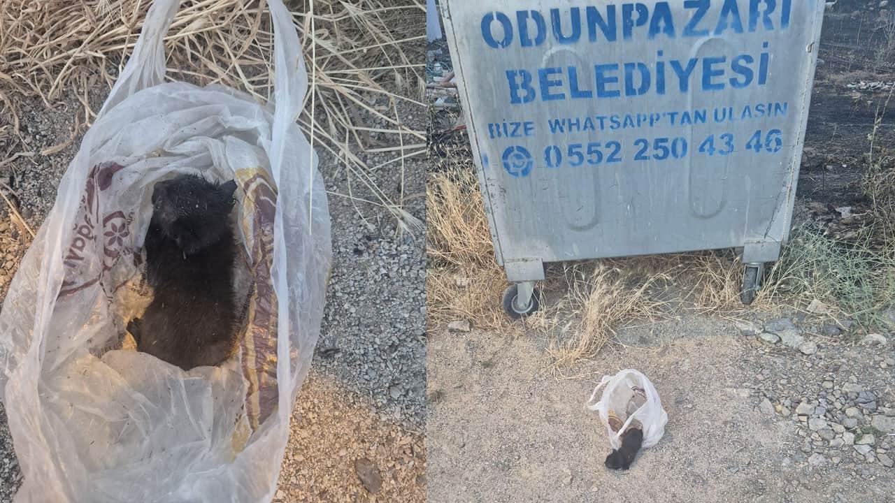 Yavru kedinin ağzını bantlayıp poşetle çöpe attılar!