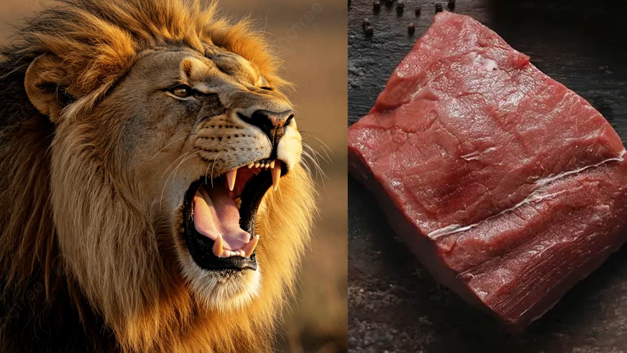 Yemek için aslan eti aldı bakın ne eti çıktı!