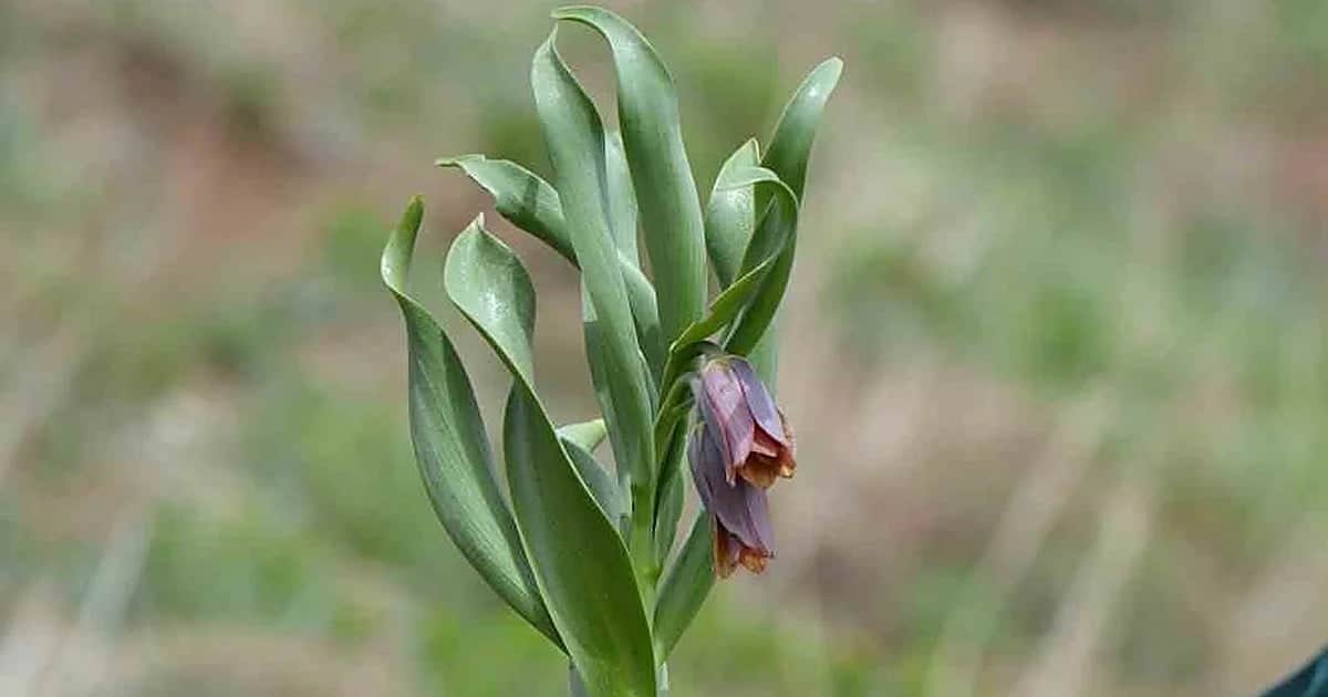 Yeni keşfedilen Muş Ters Lalesi, Türkiye'deki Fritillaria türü sayısını 63'e çıkardı