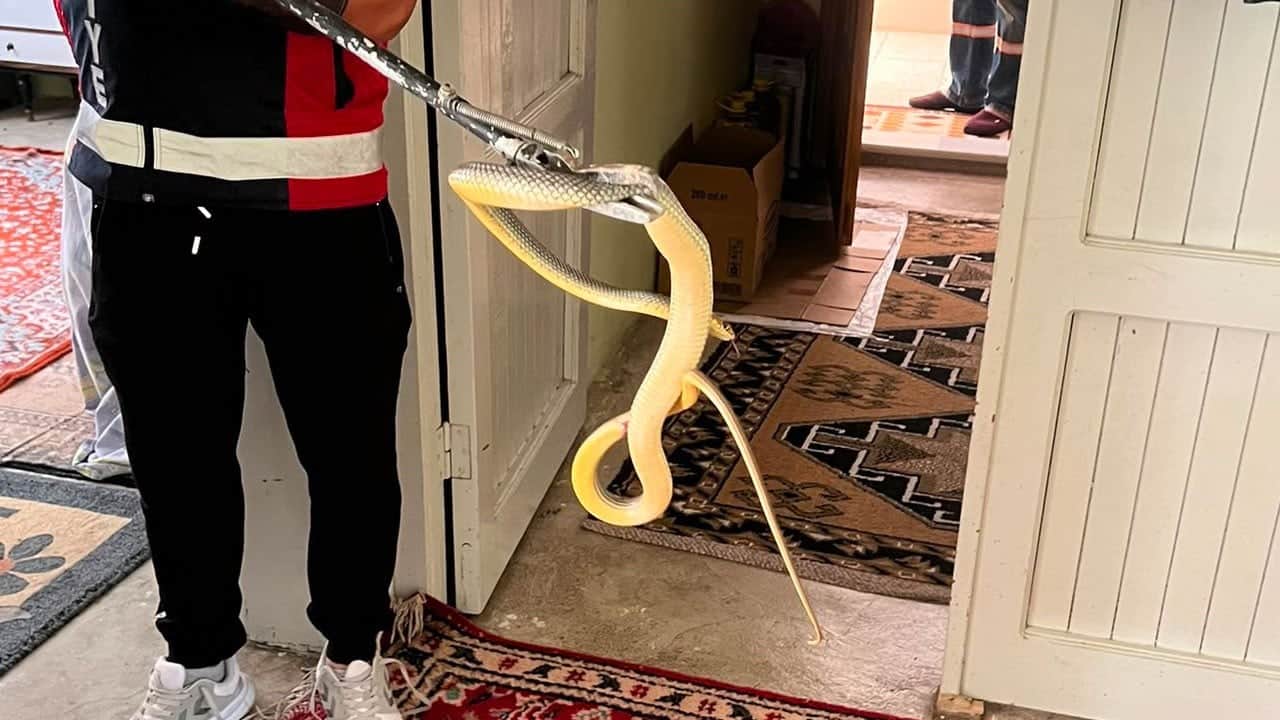 Yılan eve girdi, mahalle sokağa döküldü