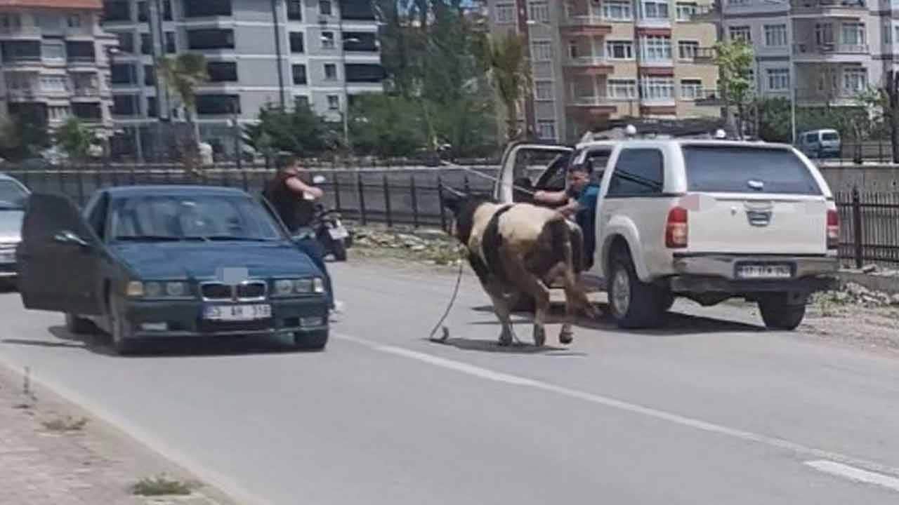 Yılın ilk "kaçan kurbanlık" haberi geldi