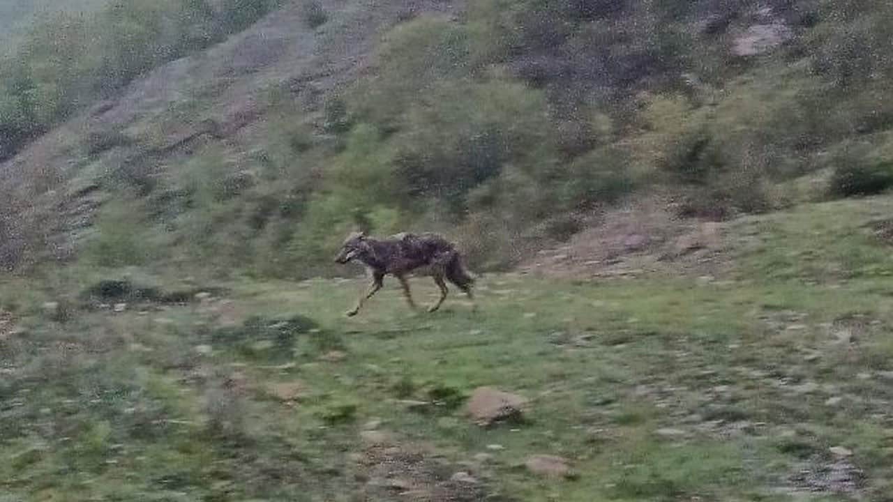 Yiyecek arayan çakal yerleşim yerine indi