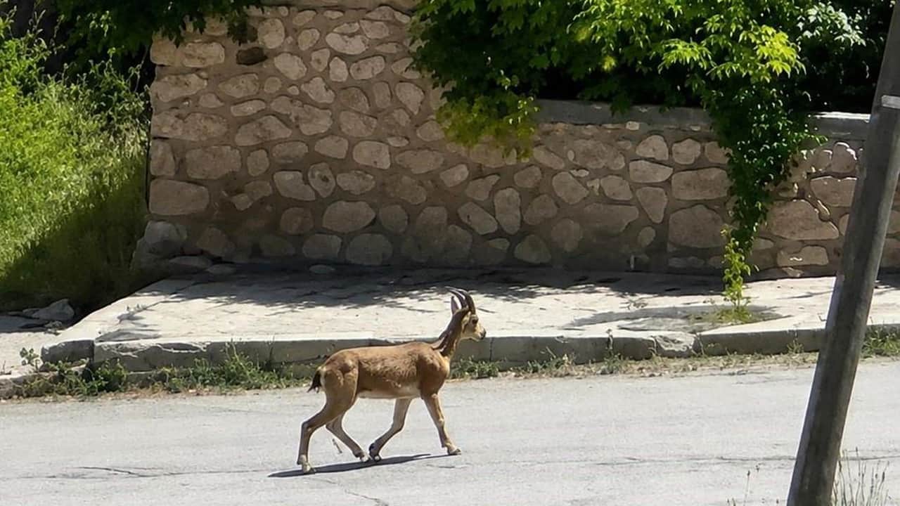 Yolunu şaşıran dağ keçisi şehre indi