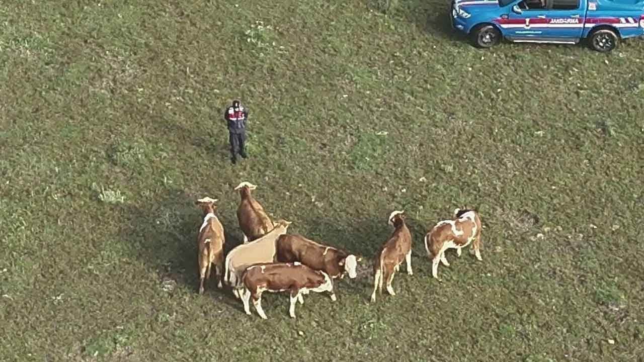 Yozgat'ta kaybolan hayvanlar jandarma tarafından bulundu! Dronla adım adım takip ettiler!