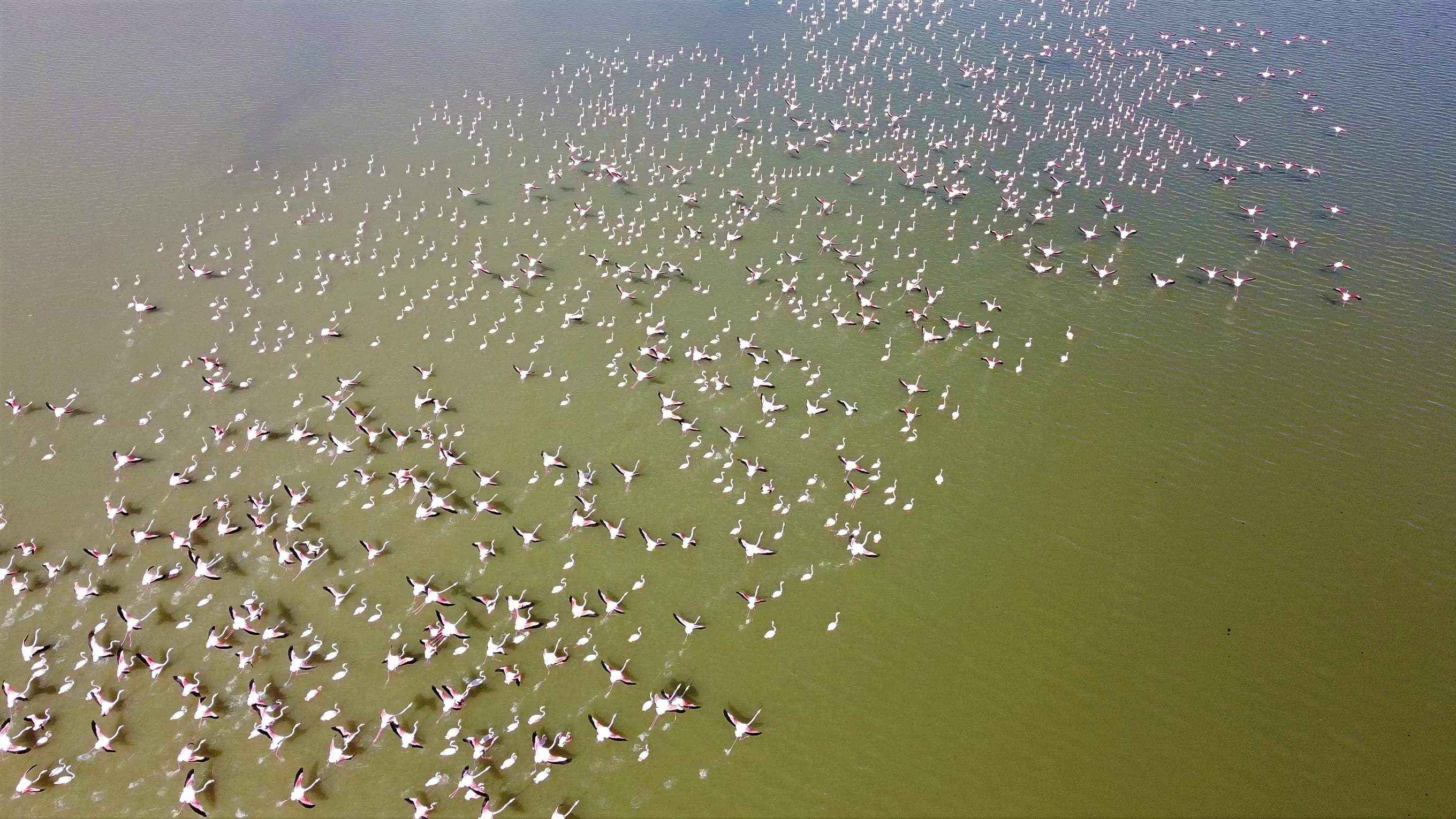 Yozgat'ta pembe istila: Allı turnalar Gelingüllü Barajı'nı görsel şölene çevirdi!