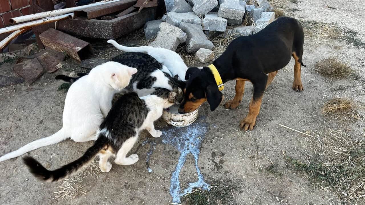 Yürek ısıtan dostluk! Kardeş gibi büyüdüler, hiç ayrılmadılar