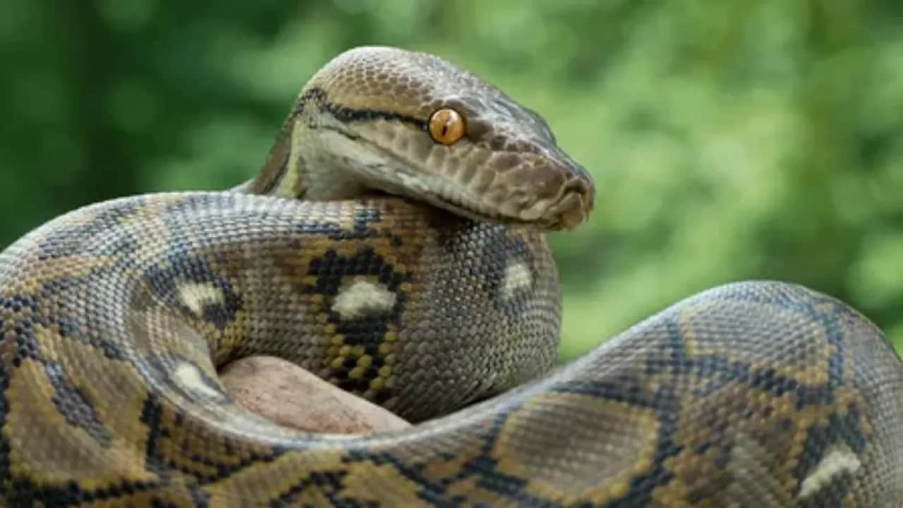 Zehirli yılanlar o köyü sardı!