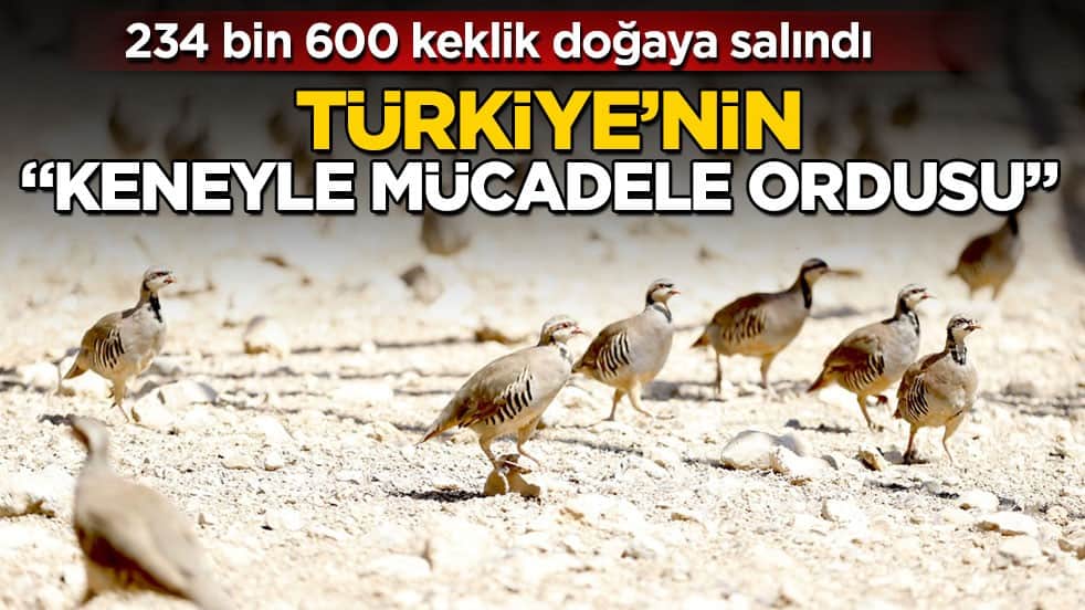 234 bin 600 keklik doğaya salındı! Türkiye’nin "keneyle mücadele ordusu" 