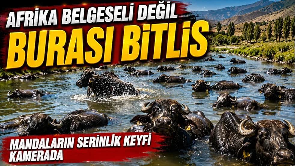 Afrika değil burası Bitlis! Sıcaktan bunalan mandaların su keyfi görüntülendi
