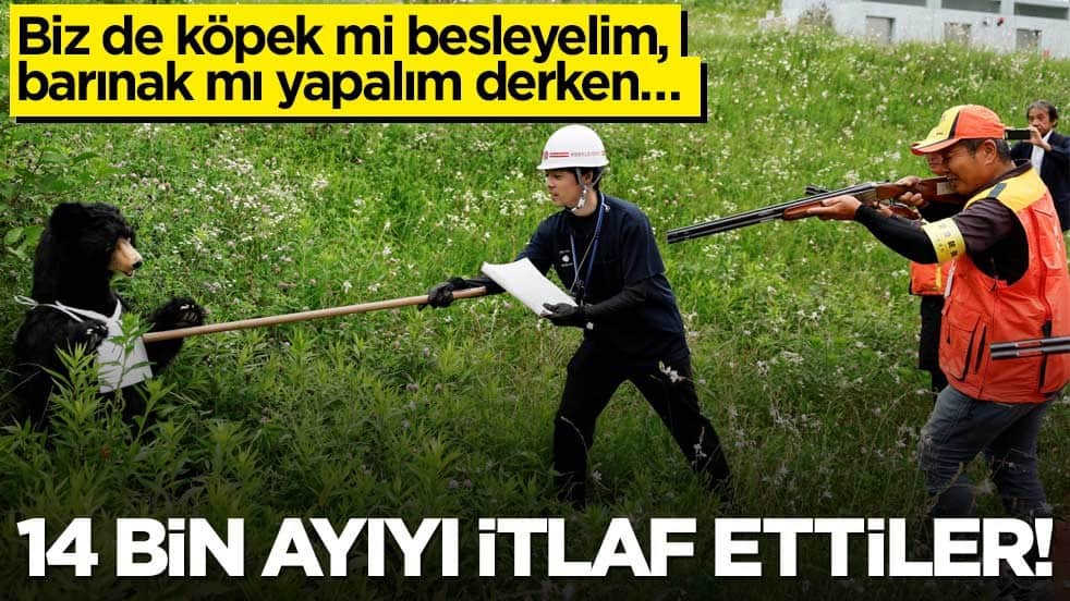 Biz de köpek mi besleyelim, barınak mı yapalım derken… 14 bin ayıyı itlaf ettiler!