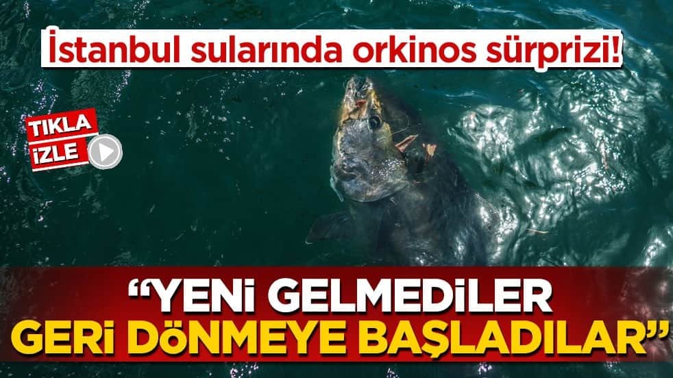 İstanbul sularında orkinos sürprizi! "Yeni gelmediler, geri dönmeye başladılar"