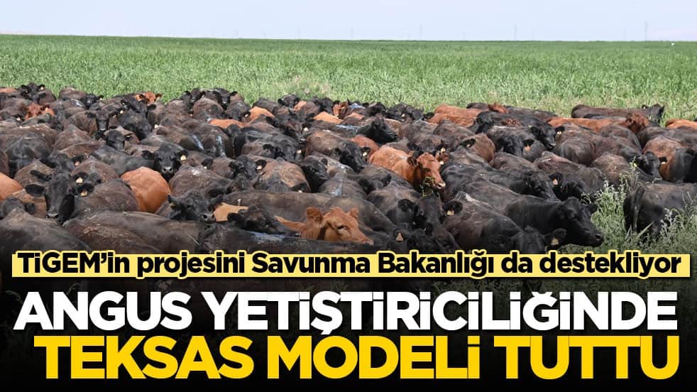 TİGEM’in projesini Savunma Bakanlığı da destekliyor! Angus yetiştiriciliğinde Teksas modeli tuttu