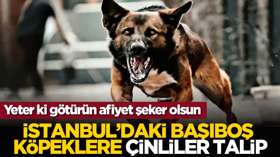 Yeter ki götürün afiyet şeker olsun: İstanbul’daki başıboş köpeklere Çinliler talip