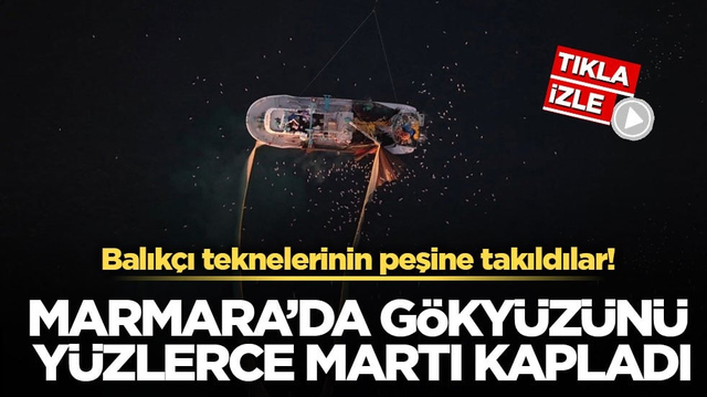 Balık&ccedil;ı teknelerinin peşine takıldılar! Marmara&rsquo;da g&ouml;ky&uuml;z&uuml;n&uuml; y&uuml;zlerce martı kapladı