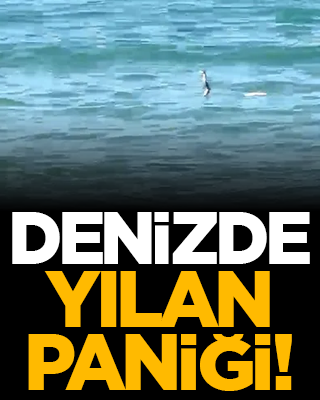 Denizde yılan paniği!