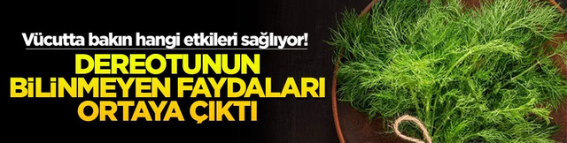 Dereotunun bilinmeyen faydaları ortaya çıktı! Vücutta bakın hangi etkileri sağlıyor