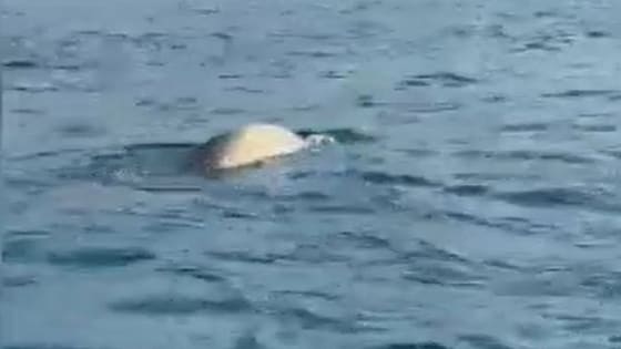 Alanya’da sürpriz karşılaşma! Balık için denize açıldılar, karşılarına fok çıktı