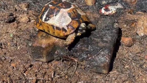 Alevlerin arasından son anda kurtarıldı! İtfaiyeden kaplumbağaya can suyu