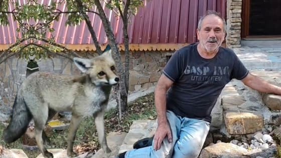 Bahçesine gelen tilki, dostu oldu