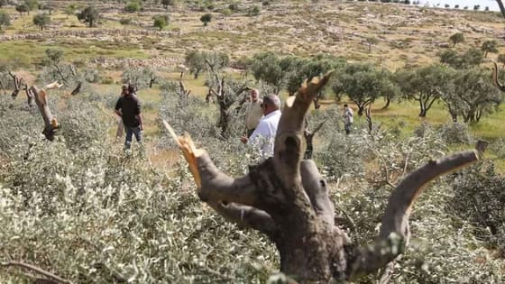 Batı Yaka’da vicdansız gasp! Fanatik İsrailliler Filistinlilerin zeytinlerini çaldı!