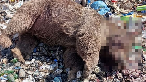 Bingöl’de 3 bozayı silahla vurularak öldürüldü
