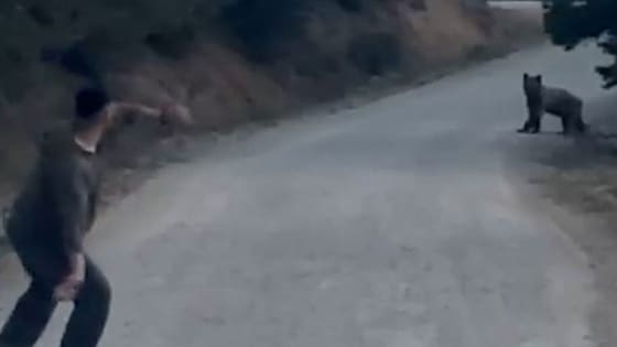 Bolu'da ayıya taşlı saldırı