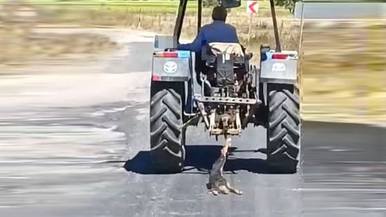 Bu vicdansızlığa pes! Köpeği traktörün arkasına bağlayıp asfaltta sürükledi