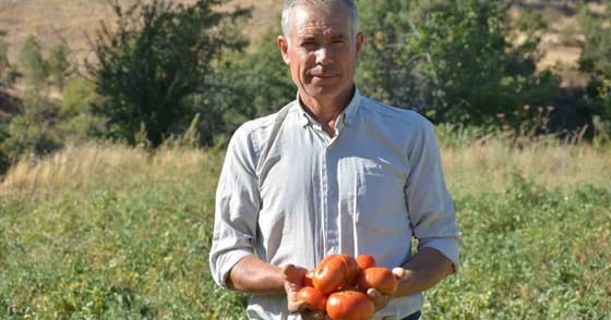 Demirci'nin susuz yetişen çeşni domatesinden yılda yaklaşık 6 bin ton üretiliyor