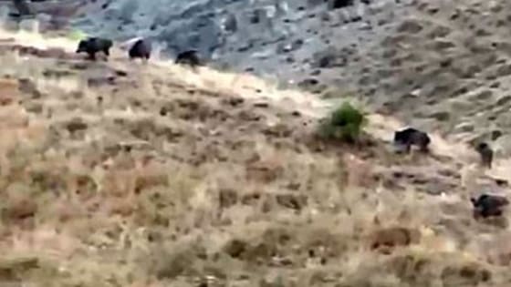 Emeklerini bir gecede yok ettiler! Domuz sürüleri elma bahçelerini dağıttı