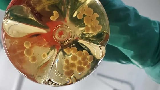 Fare beyninde insan dokusu geliştirildi: Hastalık araştırmaları için yeni model