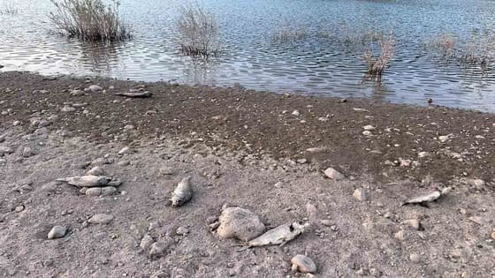 İçme suyu barajında korkutan görüntü: Binlerce balık kıyıya vurdu
