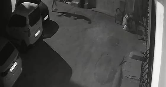 İzmir Konak'ta köpeğini tekmeleyip tasmayla sürükleyen şahıs gözaltına alındı