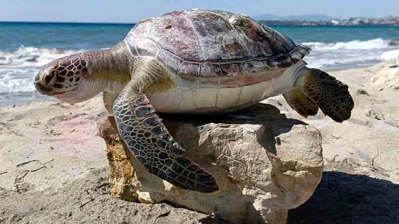 Kuşadası'nda 4 deniz kaplumbağası kıyıya vurdu