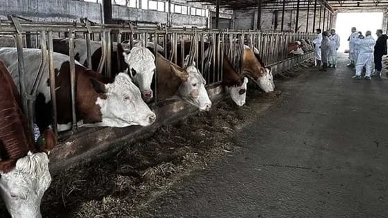 Şap hastalığı nedeniyle hayvan pazarı kapatıldı