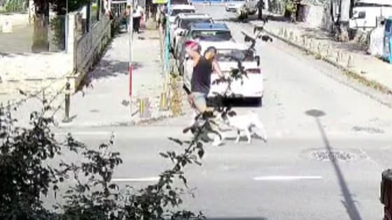Sarıyer’de başıboş köpekler vatandaşları korkutuyor