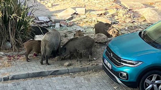 Sokakları domuzlar bastı: Kuşadası'nda tedirgin eden görüntü!