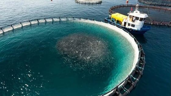 Türkiye’nin saha gücü ile Norveç’in teknolojisi buluşuyor: Su ürünlerinde dev iş birliği