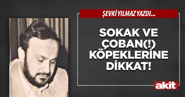 Sokak ve çoban(!) köpeklerine dikkat!