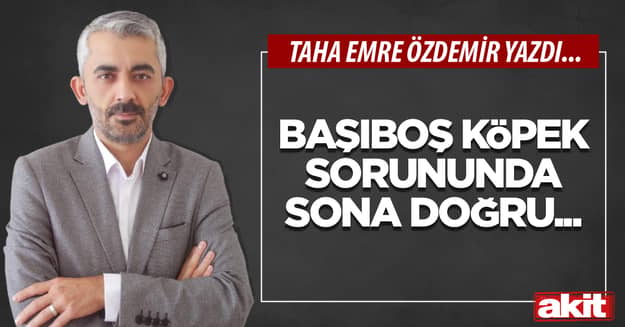 Başıboş köpek sorununda sona doğru!