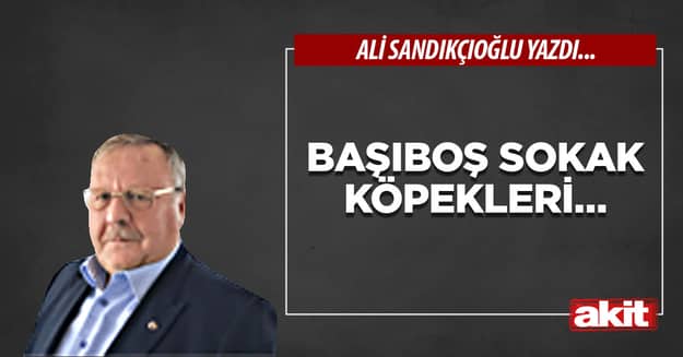 Başıboş sokak köpekleri…