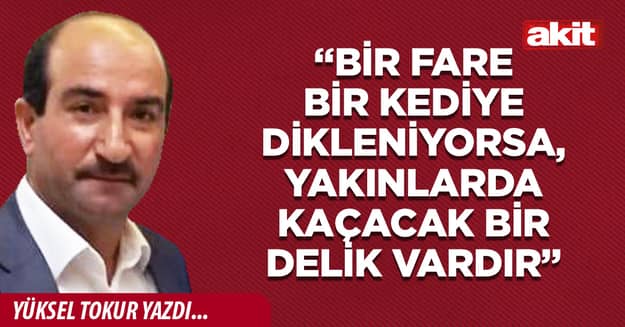“Bir fare bir kediye dikleniyorsa, yakınlarda kaçacak bir delik vardır”