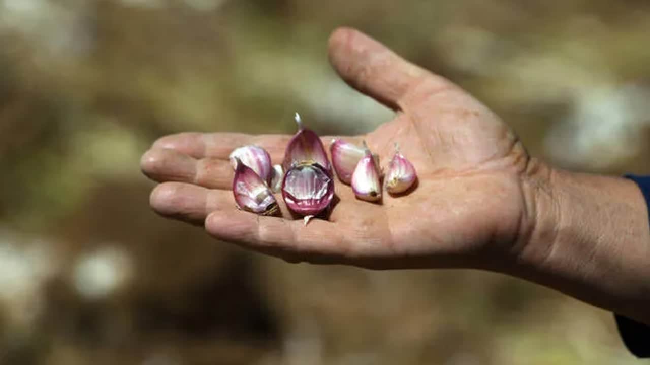  1 diş yiyen doktora gitmiyor! Kastamonu Taşköprü ata tohumu mirasıyla bir hazine: İşte bunu duyan yiyor