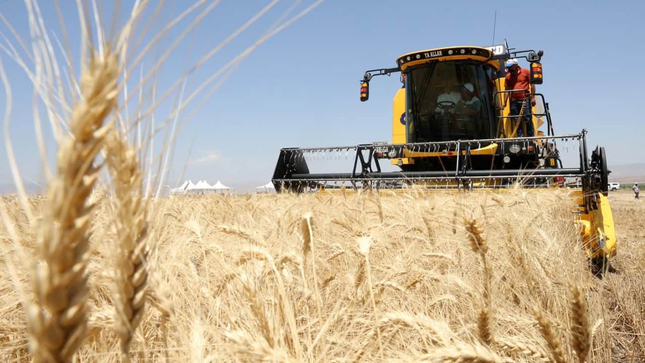 Foto - 11,5 milyon ton alındı, 120 milyar lira ödendi! Üretici müsterih olsun! TMO sahada
