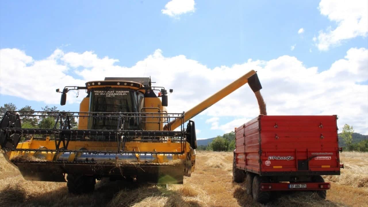 Foto - 12 bin yıllık geçmişi var Buğdayın atası siyezin hasadı başladı