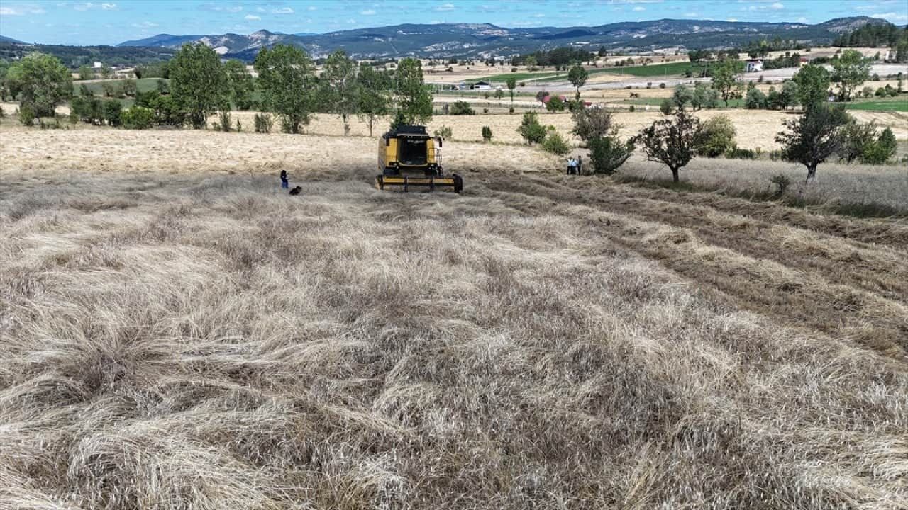 Foto - 12 bin yıllık geçmişi var Buğdayın atası siyezin hasadı başladı