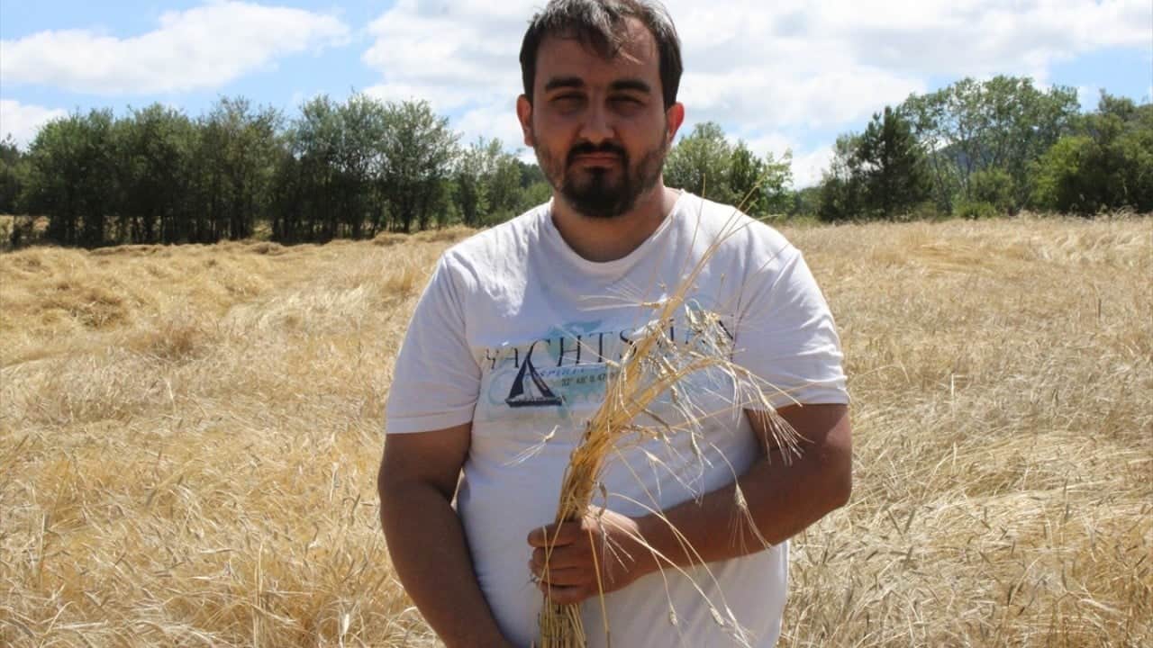 Foto - 12 bin yıllık geçmişi var Buğdayın atası siyezin hasadı başladı