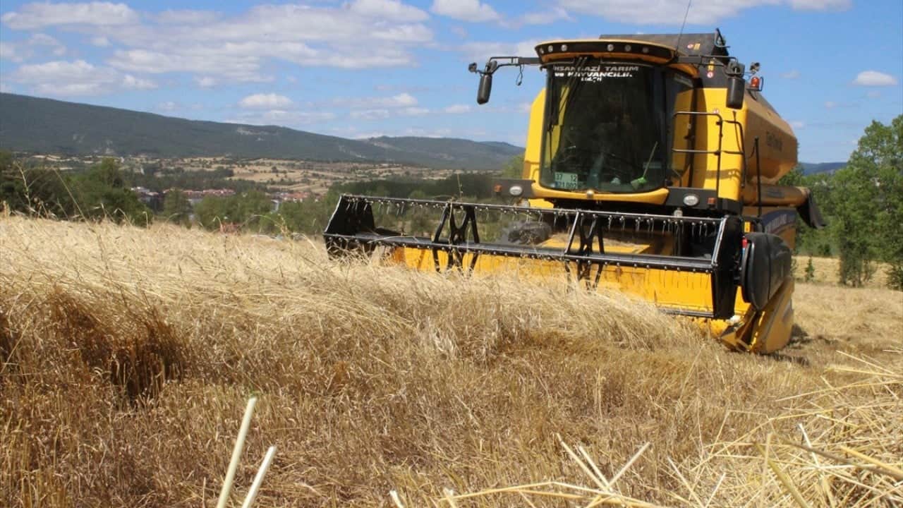 Foto - 12 bin yıllık geçmişi var Buğdayın atası siyezin hasadı başladı