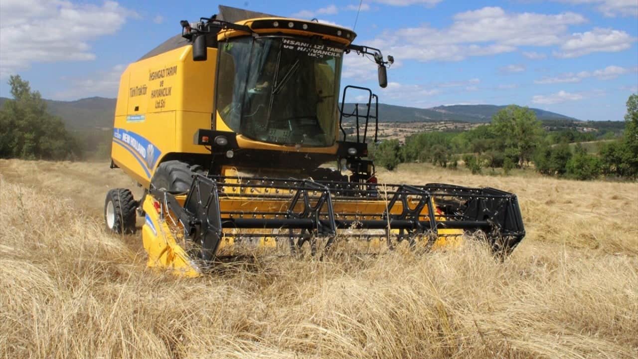 Foto - 12 bin yıllık geçmişi var Buğdayın atası siyezin hasadı başladı